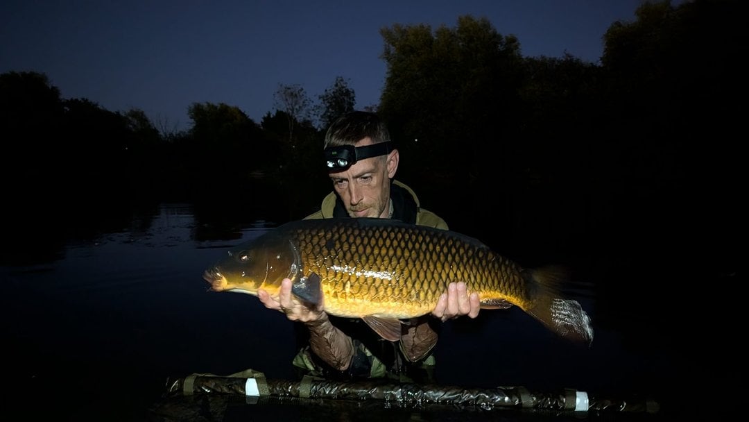 COMMON Carp · by Daniel Silvester