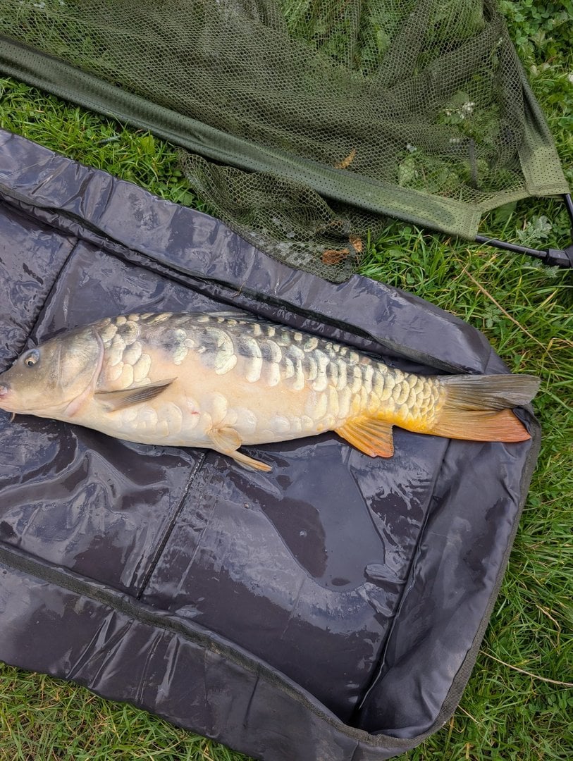 8.20lbs · MIRROR Carp · by Chris Rogers