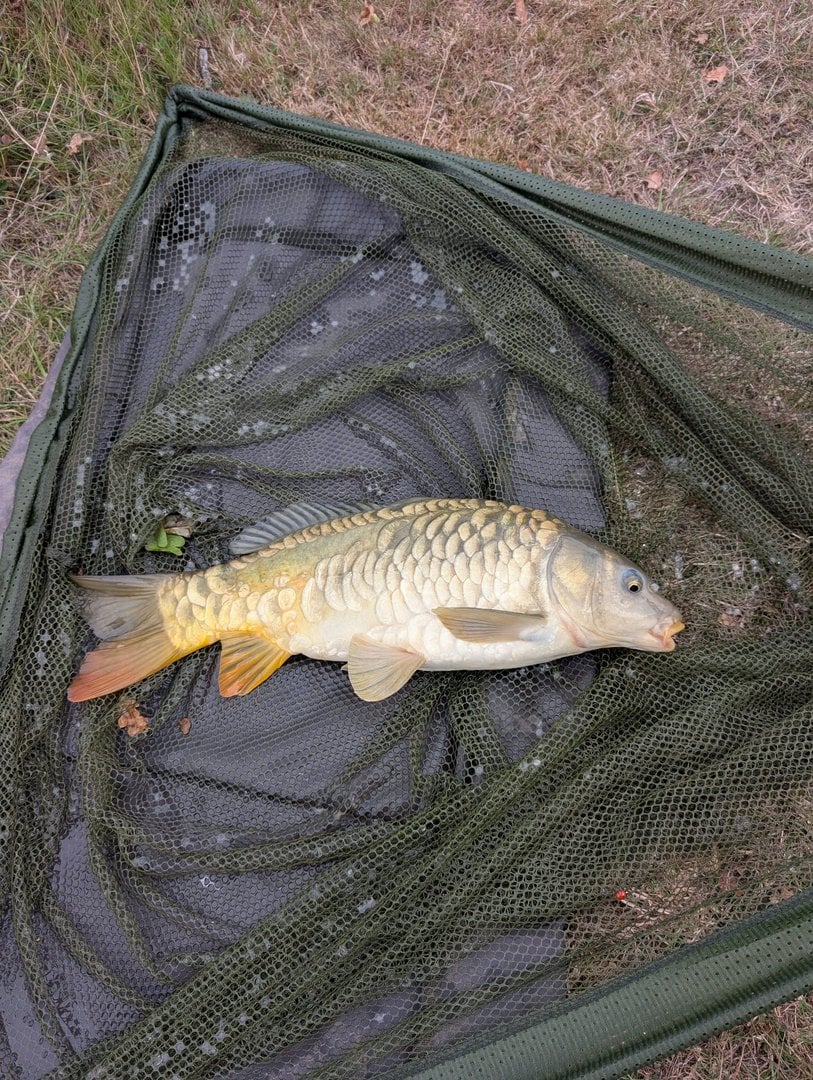 6.50lbs · MIRROR Carp · by Chris Rogers