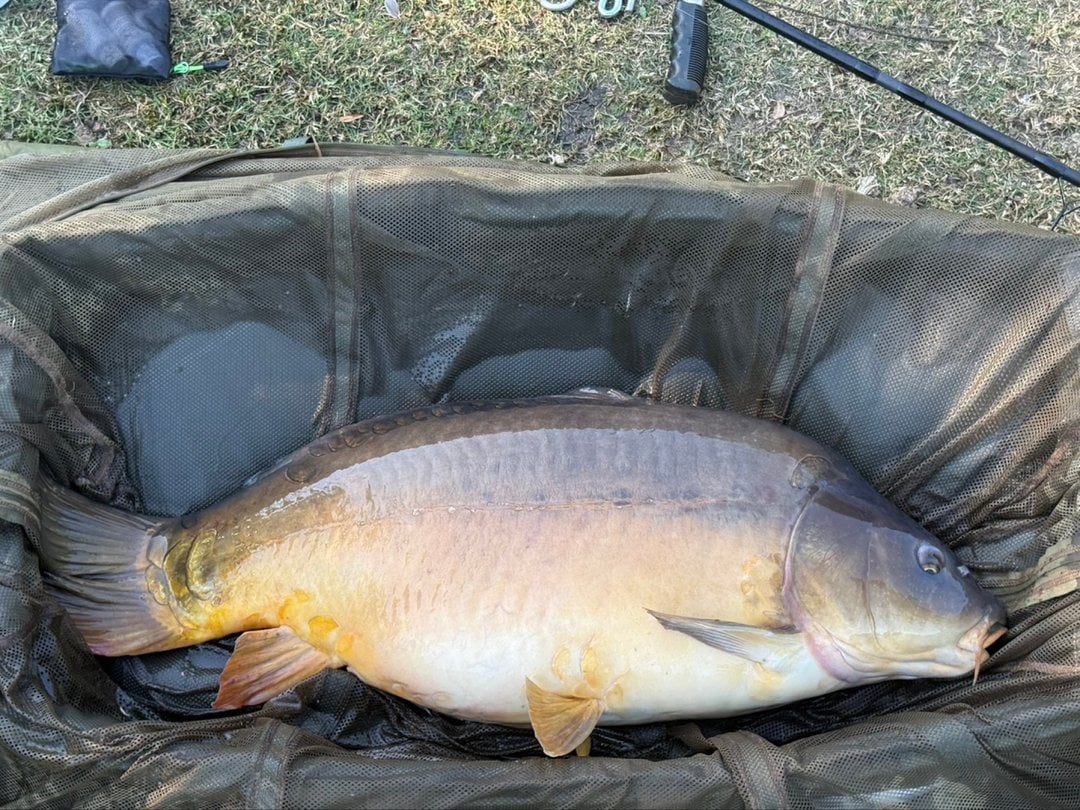 33.30lbs · MIRROR Carp · by Andrew Chapman